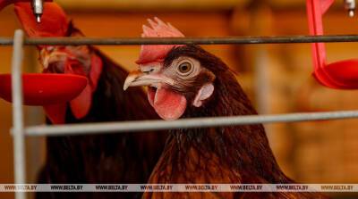 В Японии уничтожат еще 130 тыс. кур из-за вспышки птичьего гриппа