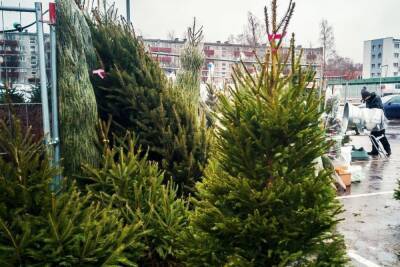 В Петербурге ликвидировали 38 нелегальных елочных базаров