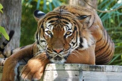 В зоопарке Флориды застрелили напавшего на человека редкого тигра