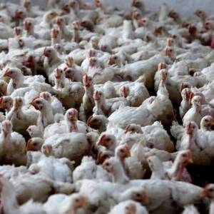 В Японии из-за птичьего гриппа уничтожат 130 тысяч кур