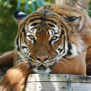 В американском зоопарке убили редкого тигра, напавшего на человека - reporter-ua.com - США - USA - шт.Флорида