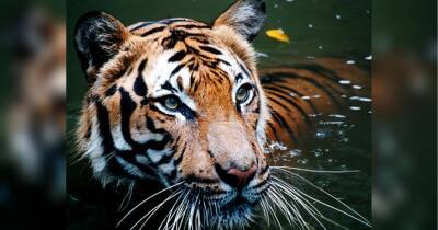Поліціянт застрелив у зоопарку рідкісного тигра, який напав на прибиральника — інцидент потрапив на відео