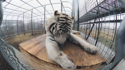 Как встречают год Тигра в крымском парке "Тайган"