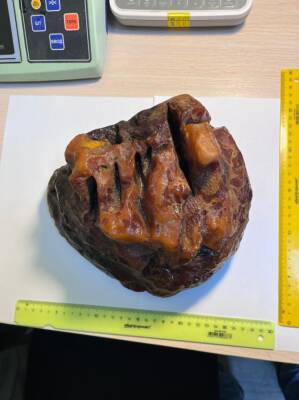 Суперсамородок: в карьере Калининградского янтарного комбината обнаружена «Голова тигра» весом 2,7 кг