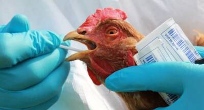 Вспышка высокопатогенного птичьего гриппа в Японии: уничтожат 130 тысяч кур