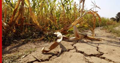 МЧС предупредило об угрозе засухи в некоторых регионах России