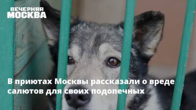 В приютах Москвы рассказали о вреде салютов для своих подопечных - vm.ru - Москва