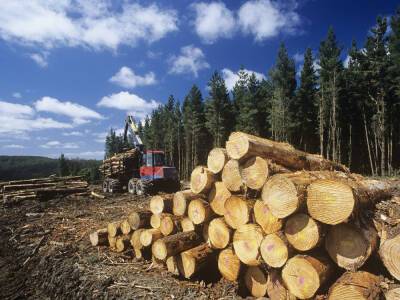 Украина должна не только сохранить, но и усилить мораторий на экспорт леса-кругляка – эксперт
