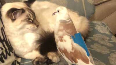Трогательная дружба голубя и котика никого не оставила равнодушным (Видео)