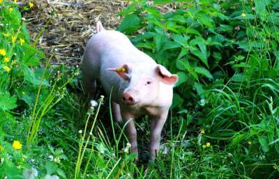 Владельца свиней, бродивших по деревне, привлекли к ответственности