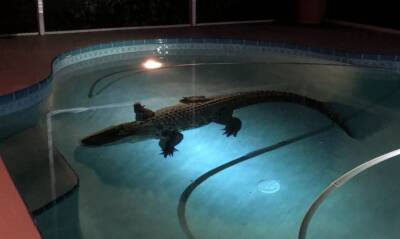 Женщина обнаружила в своем бассейне гигантского крокодила
