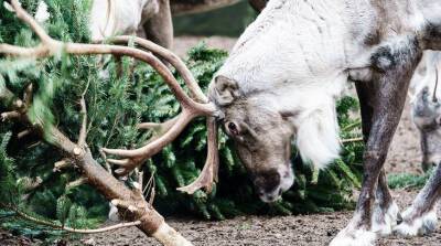 ФОТОФАКТ: Животные в Берлинском зоопарке угощаются непроданными елками