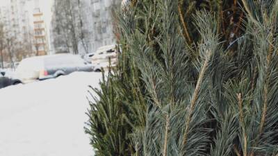 Петербуржец спилил новогоднюю елку в Калининском районе и скрылся во дворах