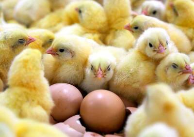 В Грузии из выброшенных на свалку яиц вылупились сотни цыплят: видео