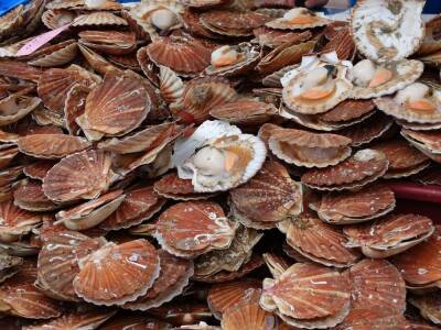 Морские деликатесы выбросило на берег Сахалина
