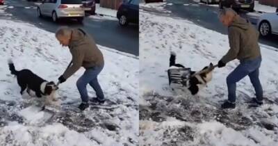 Собака отобрала у заработавшегося хозяина лопату для чистки снега