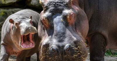 Два бегемота заболели коронавирусом в бельгийском зоопарке