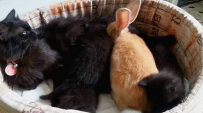 "Нашли себе игрушку": пятеро котят играют с кроликом (Видео)