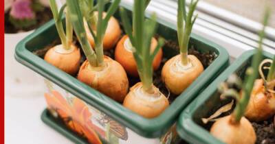 Как вырастить зеленый лук дома: секреты огорода на подоконнике