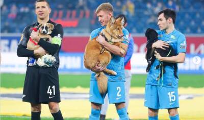 Футболисты «Зенита» вышли на матч со щенками из приютов на руках