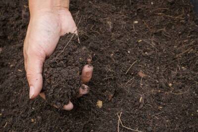 Тип почвы на участке – как определить и улучшить структуру
