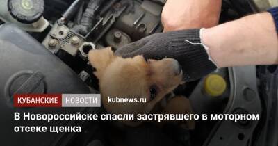 В Новороссийске спасли застрявшего в моторном отсеке щенка