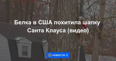 Анна Лысенко - Белка в США похитила шапку Санта Клауса (видео) - news.mail.ru - США - Кливленд