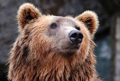 В Ленобласти медведицу Винни проводили в зимнюю спячку