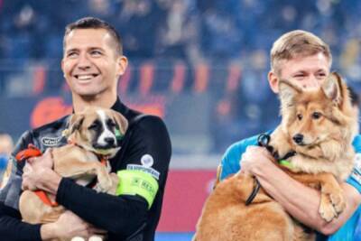 Игроки «Зенита» перед матчем с «Ростовом» вышли на поле со щенками на руках
