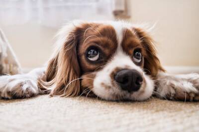 Специалисты Роспотребнадзора рассказали, какими болезнями собака может заразить хозяина