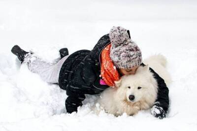 Особенности ухода за собакой зимой