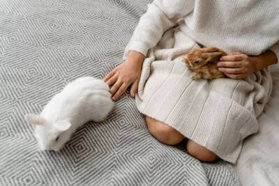 Первое знакомство с декоративным кроликом. Как приучить к рукам?