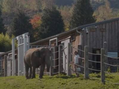 Во Франции - Во Франции открыли первый в Европе дом престарелых для слонов - unn.com.ua - Украина - Киев - Бельгия - Франция