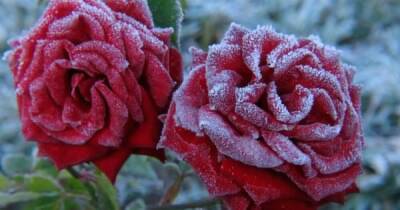 Розы и морозы: что нужно знать об укрытии цветов на зиму