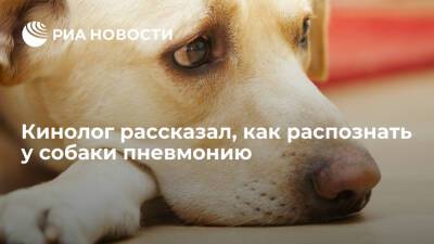 Президент РКФ Голубев: при любом подозрении на пневмонию нужно обращаться к ветеринару