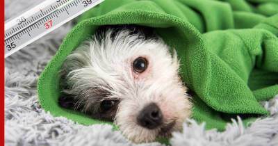 О симптомах, которые укажут на пневмонию у собаки, рассказал эксперт