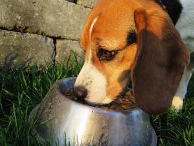 Ветеринары посоветовали кормить собак не чаще одного раза в день
