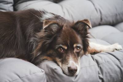 Кинолог рассказал о признаках пневмонии у собак