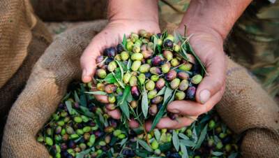 Только в декабре: в Израиле вышла редкая серия оливкового масла