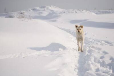 «Собака как зомби, даже взрослому страшно»: жительница кузбасского города пожаловалась на бездомных животных