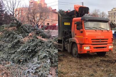 В Ульяновске напротив Дома Советов валят ели и увозят на грузовиках без номеров