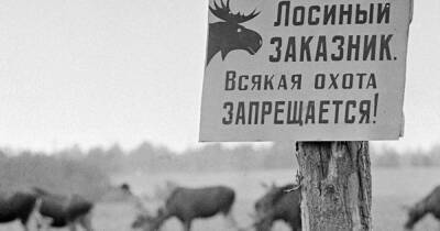 Лесная кавалерия Сталина: как лосей учили воевать с немцами и финнами