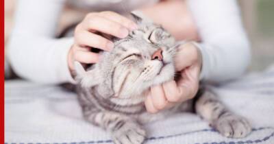 Как правильно гладить кошку: советы любителям домашних животных