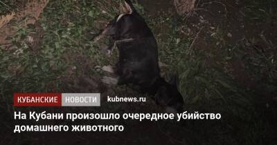 На Кубани произошло очередное убийство домашнего животного