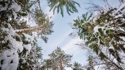 Якутские ученые создали рентген для деревьев