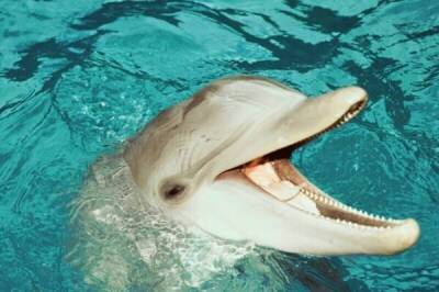 Как дельфины и киты получают пресную воду, обитая в соленых морях и океанах?