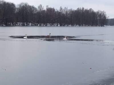 Смоляне просят спасти замерзающих лебедей - rabochy-put.ru - район Дорогобужский