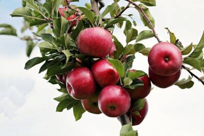 Бактериальный ожог поразил яблони в Тульской области