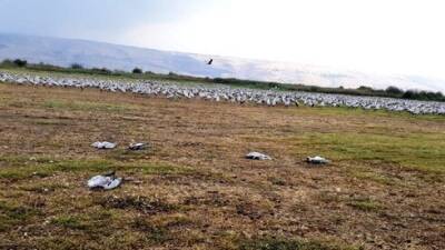 Удар молнии убил перелетных птиц в парке на севере Израиля