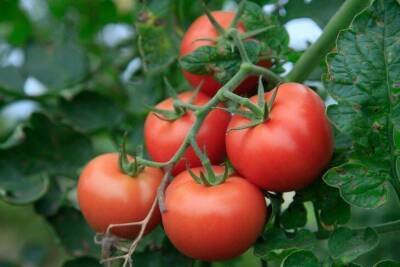 Что класть в лунку при посадке томатов: опытные огородники советуют - skuke.net